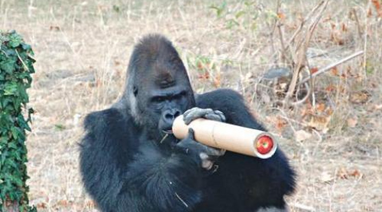 Kézségfejlesztő játékot kap a gorilla