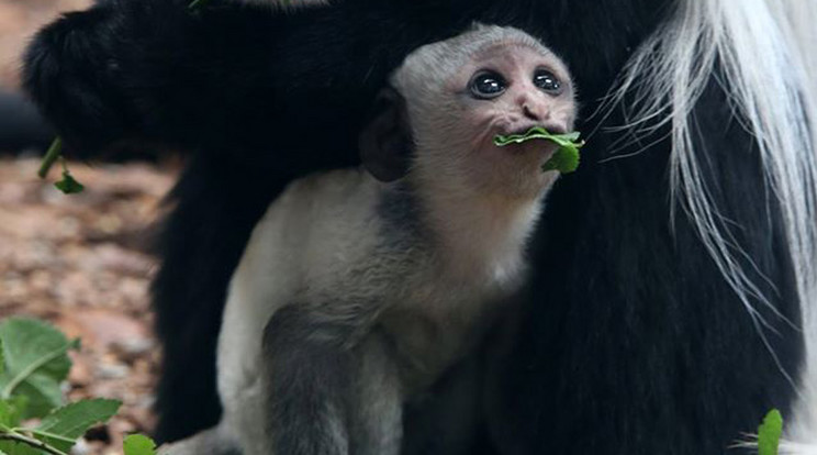 A majombébi édesanyjával /Fotó: Veszprémi Állatkert