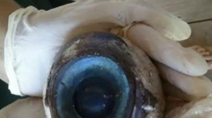 Titokzatos, óriási kék szemgolyót találtak!