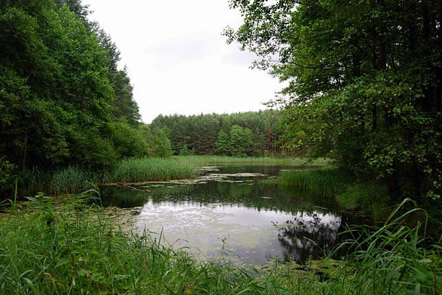 Galeria Polska - Bory Tucholskie, obrazek 11