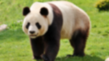 Chiny: kamery uchwyciły niezwykle rzadki okaz pandy