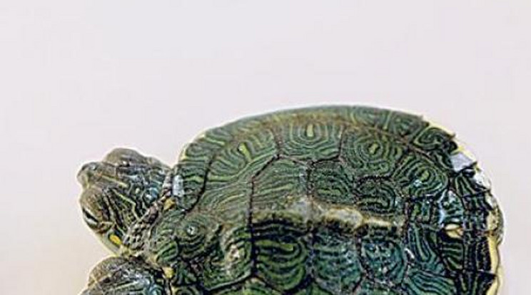 Vígan él a kétfejű teknős