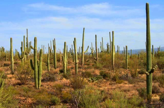 Galeria USA - Park Narodowy Kaktusów Saguaro, obrazek 10