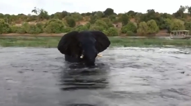 Az elefánt nem nézte jó szemmel a turisták közeledését