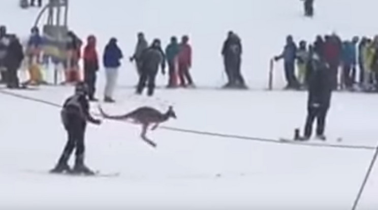 A kenguru nem igazán zavartatta magát, kecsesen áthaladt a pályákon /Fotó: Youtube