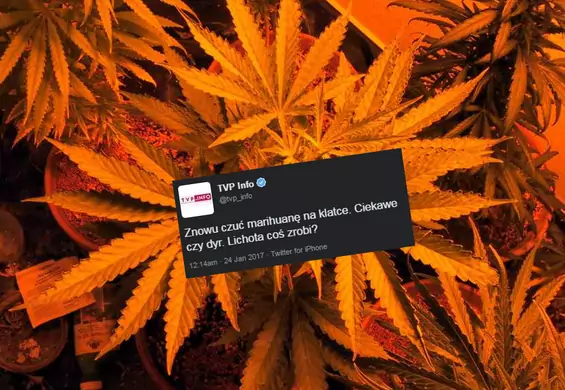 Aromat marihuany na klatce TVP Info. Zabawny tweet zniknął, ale zapach pozostał