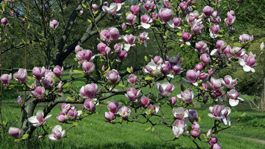 Magnolia ozdobą małego i dużego ogrodu. Jak o nią dbać, by obficie kwitła?