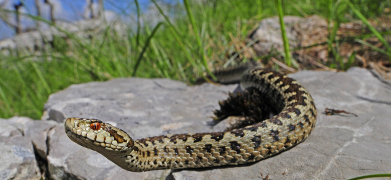 Panika w Chorwacji. Kraj zalewa plaga niebezpiecznych i dużych węży