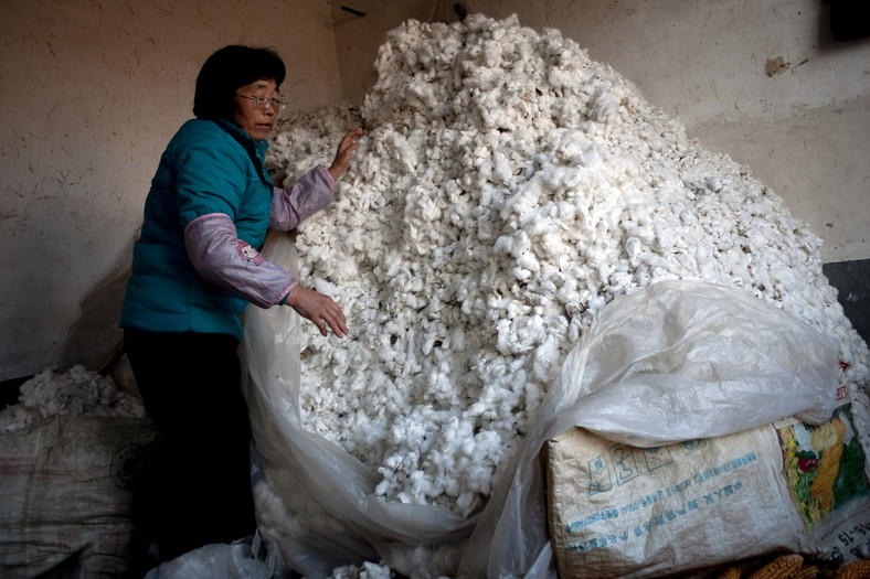 Zbiory bawełny w Chinach