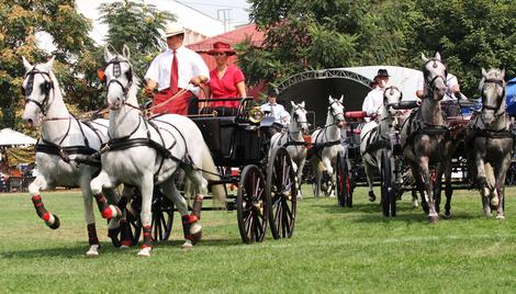 Image result for ergela