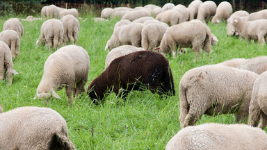 "Naturalne kosiarki" w Gdańsku. Niedaleko centrum miasta będą się pasły owce
