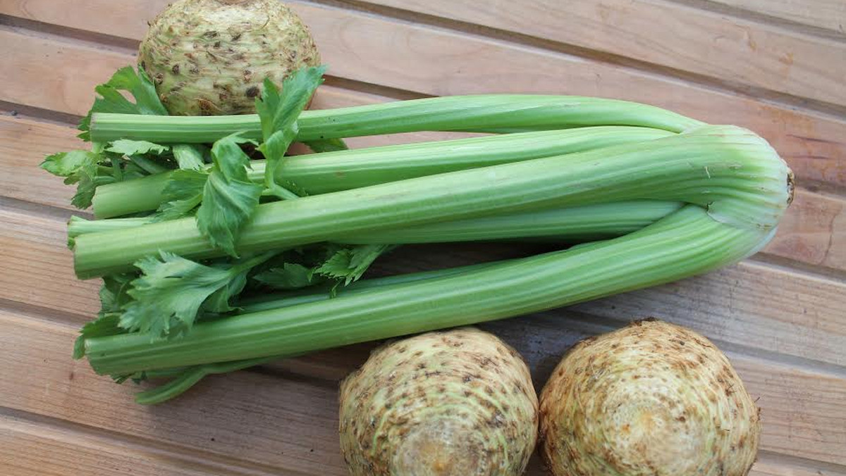 Seler naciowy staje się coraz popularniejszy w polskiej kuchni. Osoby, które dbają o zgrabną sylwetkę i zdrową, zbilansowaną dietę na pewno się z nim "zaprzyjaźnią", bo jest on bogaty w witaminy i składniki mineralne. Dodatkowo ma bardzo oryginalny i charakterystyczny smak, który podkreśla aromat wielu potraw. Przekonajcie się, dlaczego jeszcze warto włączyć go do swojego jadłospisu.