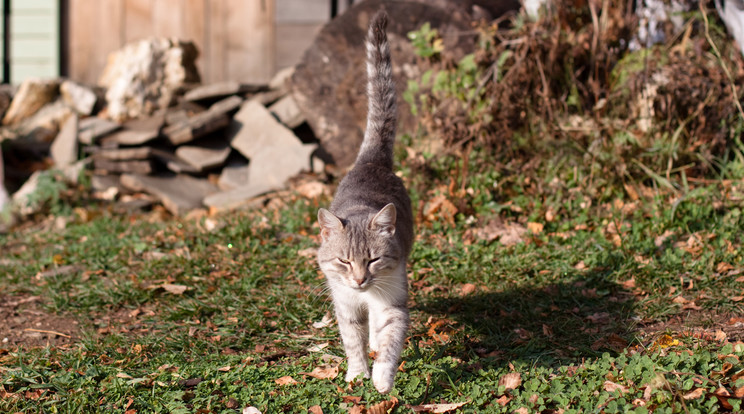 Cirmos cica futásra készen/ Fotó: Northfoto