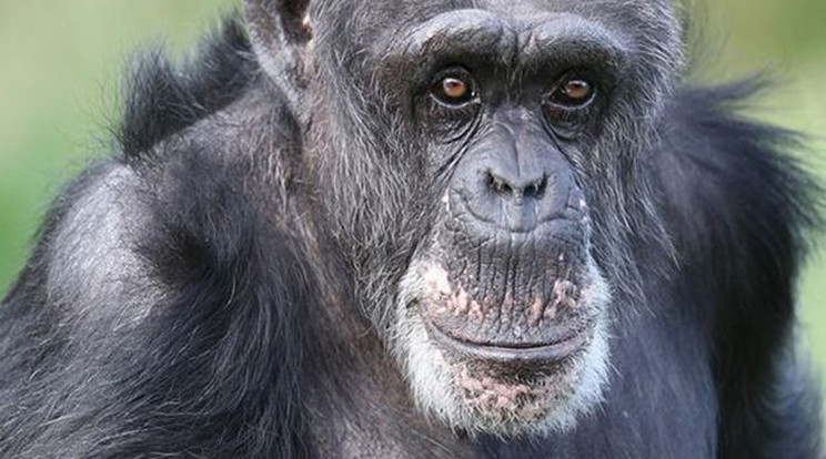 Blossom Európa legidősebb csimpánza volt /Fotó: Facebook