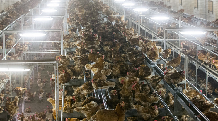 Rengeteg csirke veszett oda /Illusztráció: AFP