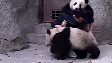 Prześmieszne! Dwie małe pandy bronią się przed podaniem leku