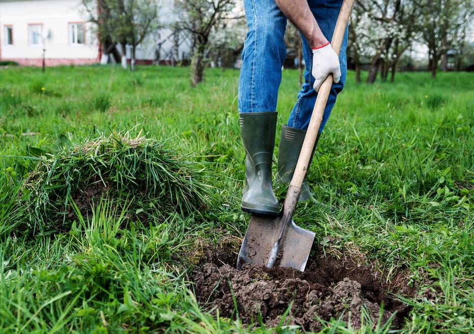 fotó: iStock