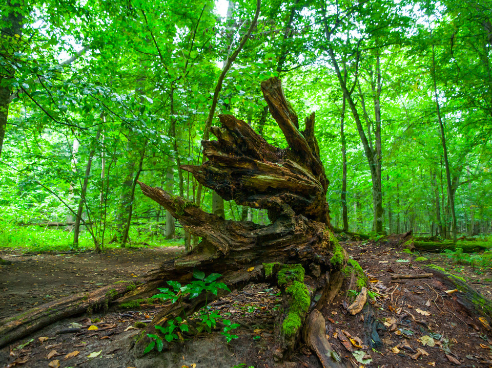 Puszcza Białowieska