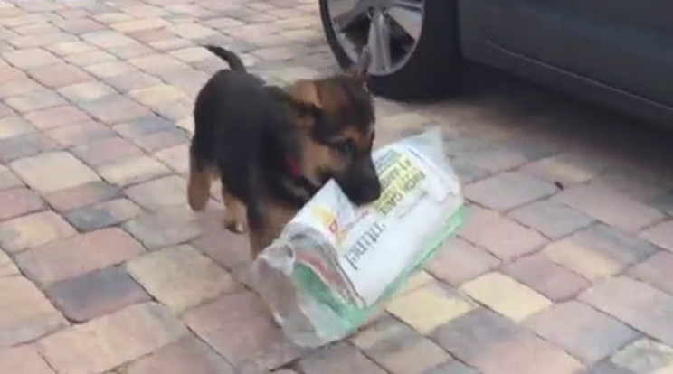 A németjuhász kutya alig tudta felszedni a földről az újságot/Fotó: Daily Mail Video Grab