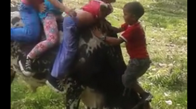 A gyerekek érdekes módon jutottak fel a bika hátára