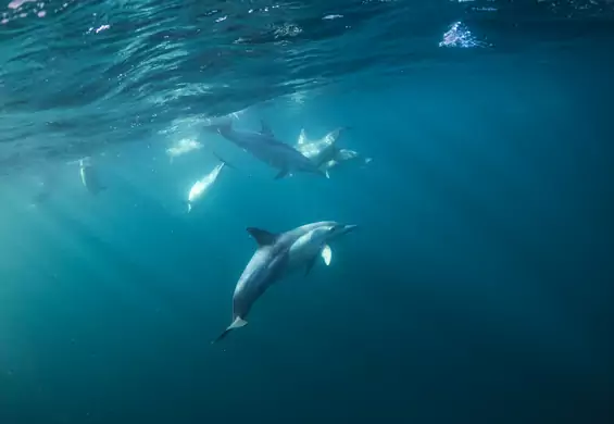 Przez wojnę wywołaną przez Rosję giną nie tylko ludzie, ale i delfiny