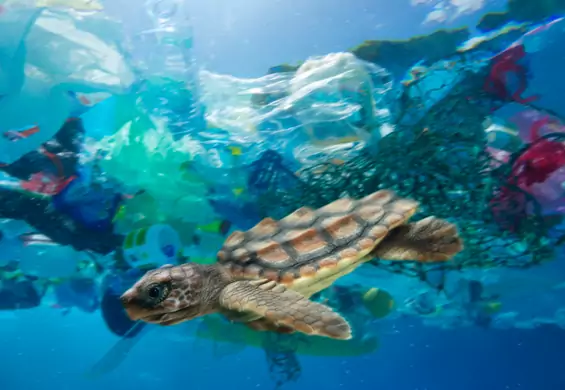 Szokujące wyniki badania dna oceanu. Dryfujący plastik to niejedyny problem