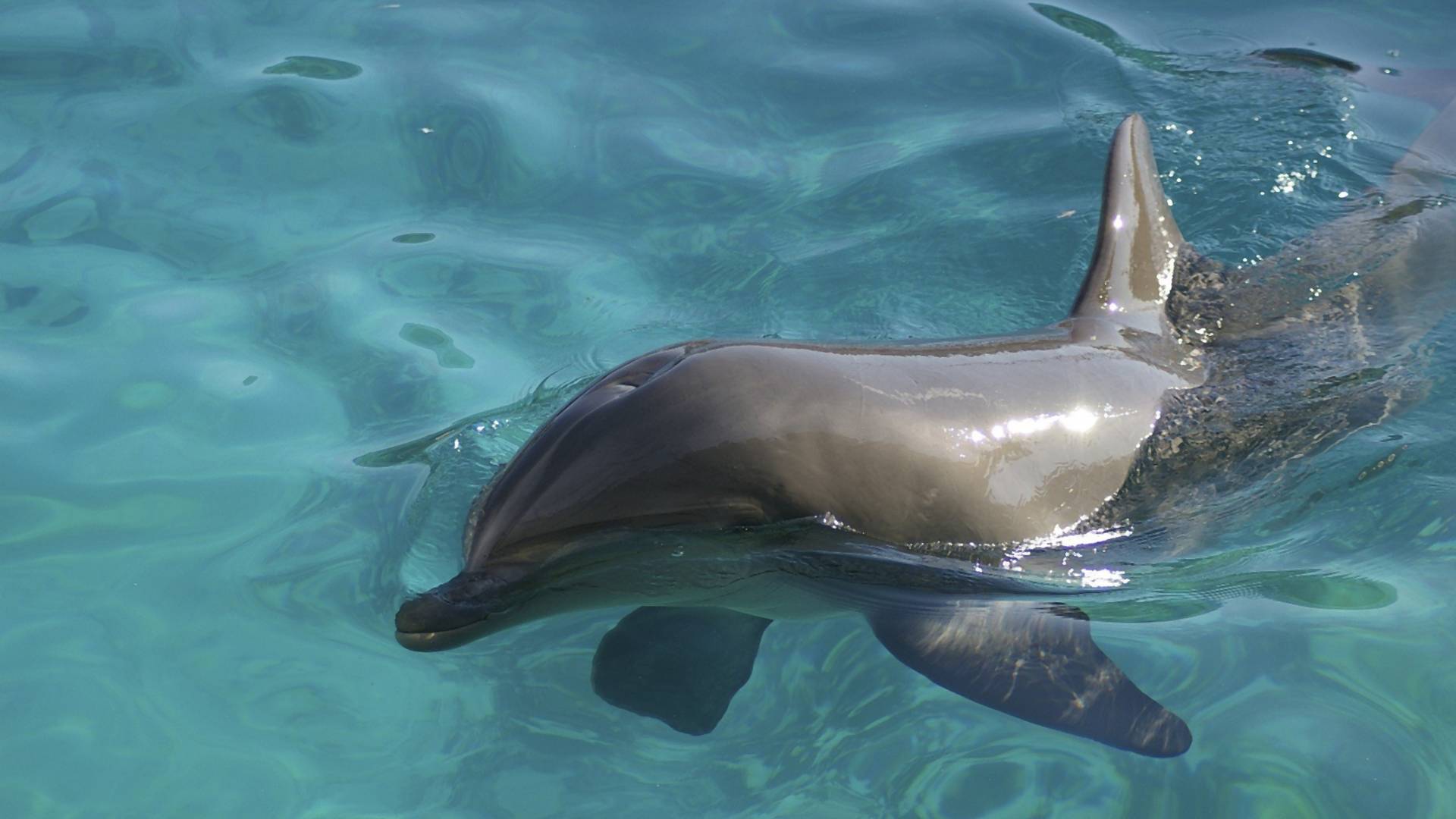 Napaljeni delfin ne da mira ljudima na plaži u Francuskoj