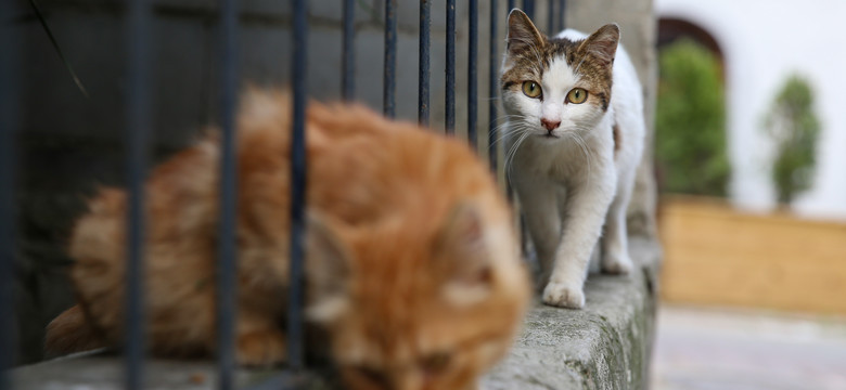 Dwa koty zarażone koronawirusem we Francji