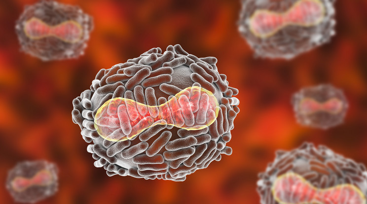Így néz ki a rettegett betegség okozója, a feketehimlő vírusa / Fotó: Shutterstock