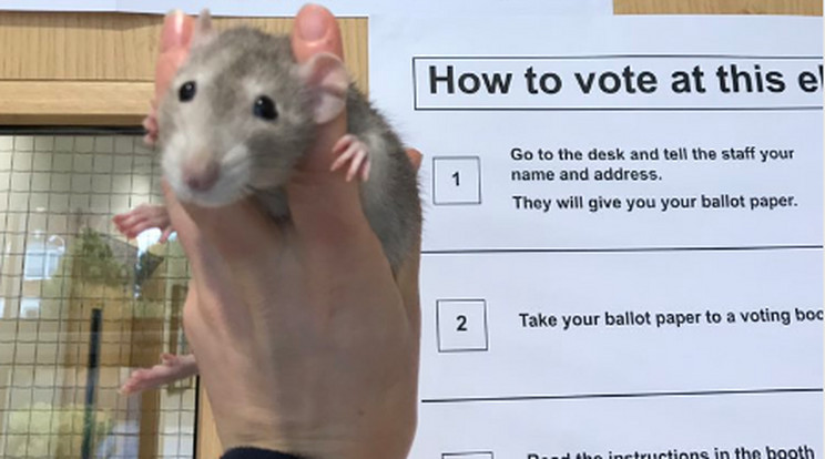Még patkányt is bevittek szavazni /Fotó: Twitter