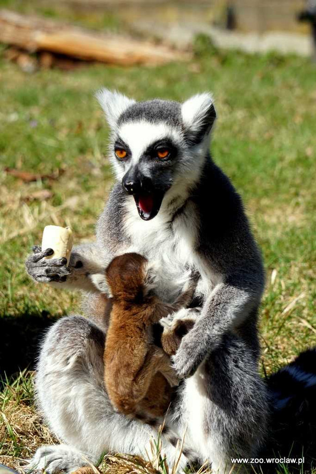 We wrocławskim zoo urodziło się sześć lemurów