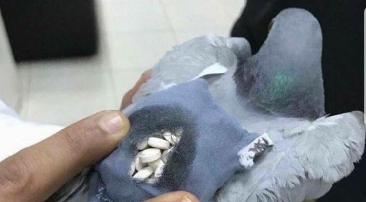 Drogcsempész galambok repkednek Kuvait fölött