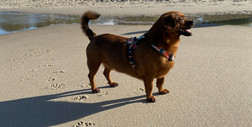 Czy na plażę można iść z psem? Obowiązuje kilka zasad
