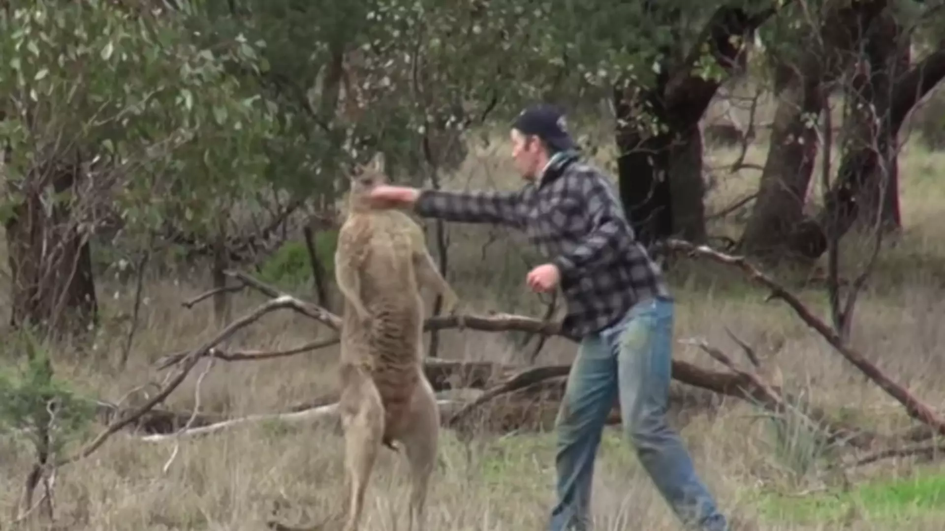 Śmiejemy się z „walki” mężczyzny z kangurem, ale cała historia tego zdarzenia jest niezwykle smutna