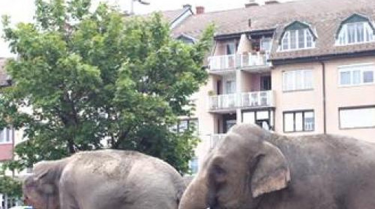 Tíz tonna elefánt a lakótelepen
