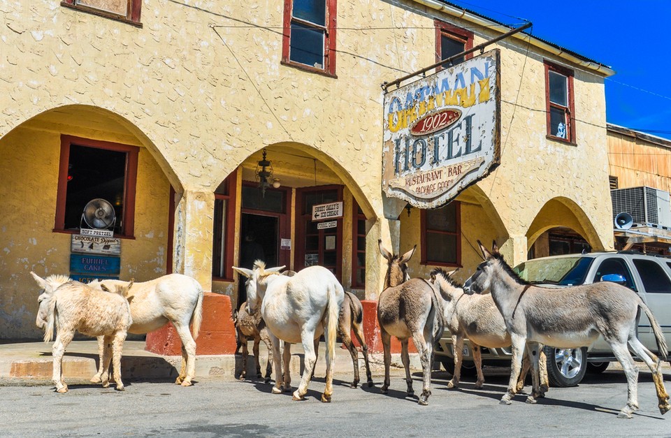 Miasto dzikich osłów Oatman, Arizona