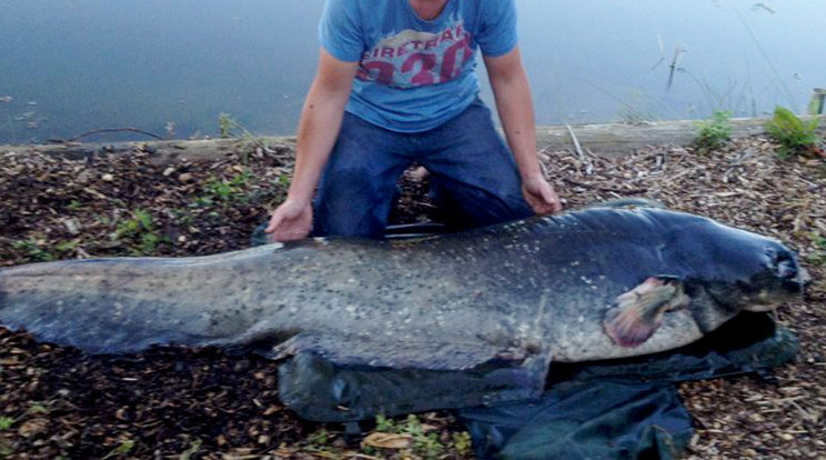 Óriási halak kerültek elő Baranya megyében. Képünk illusztráció! /Illusztráció: Northfoto