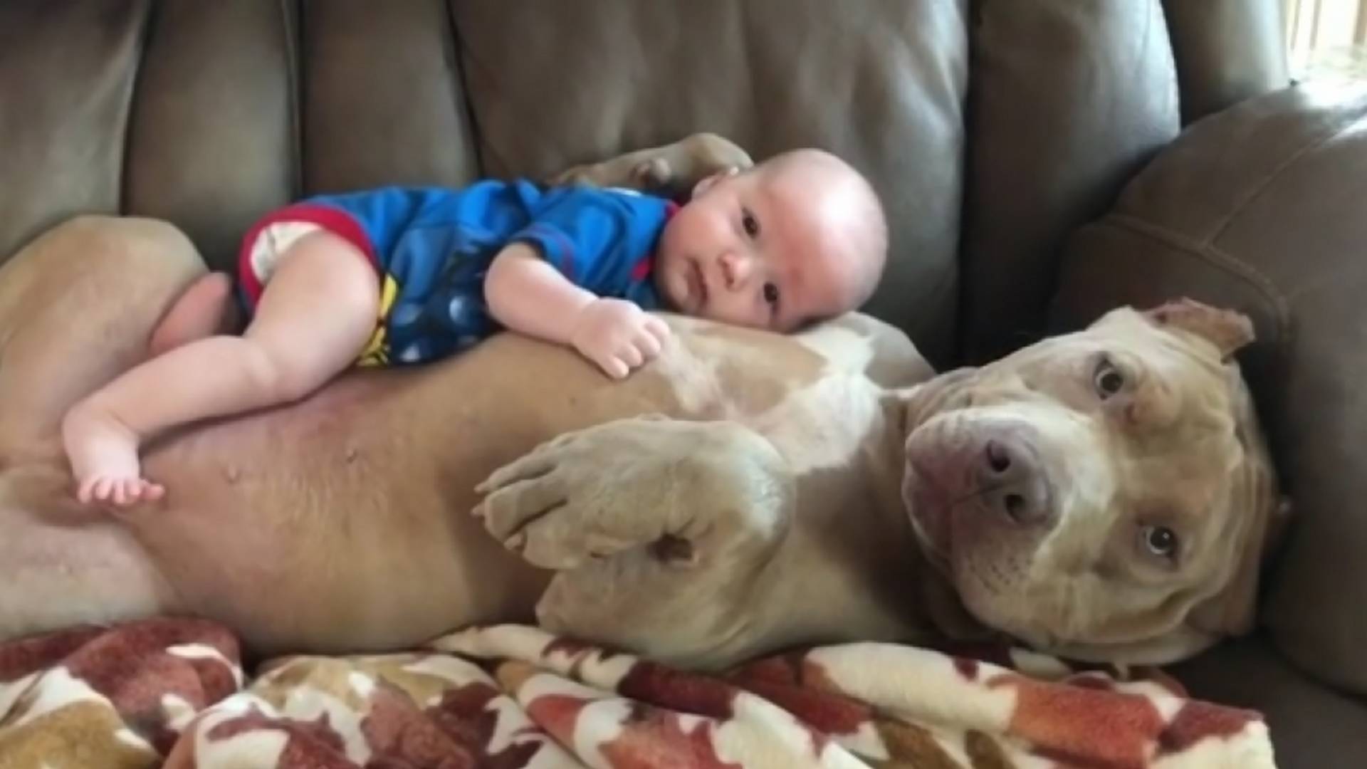 Šećeri: Beba se mazi sa psom i nećete želeti da skinete pogled