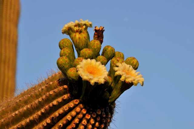 Galeria USA - Park Narodowy Kaktusów Saguaro, obrazek 8