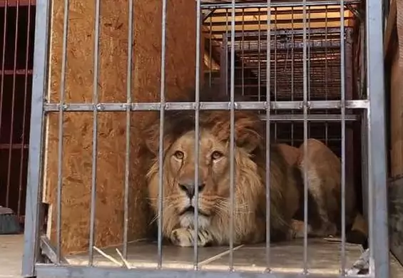 Lwy i tygrysy z zoo w Charkowie uratowane. Rozważano ich uśpienie