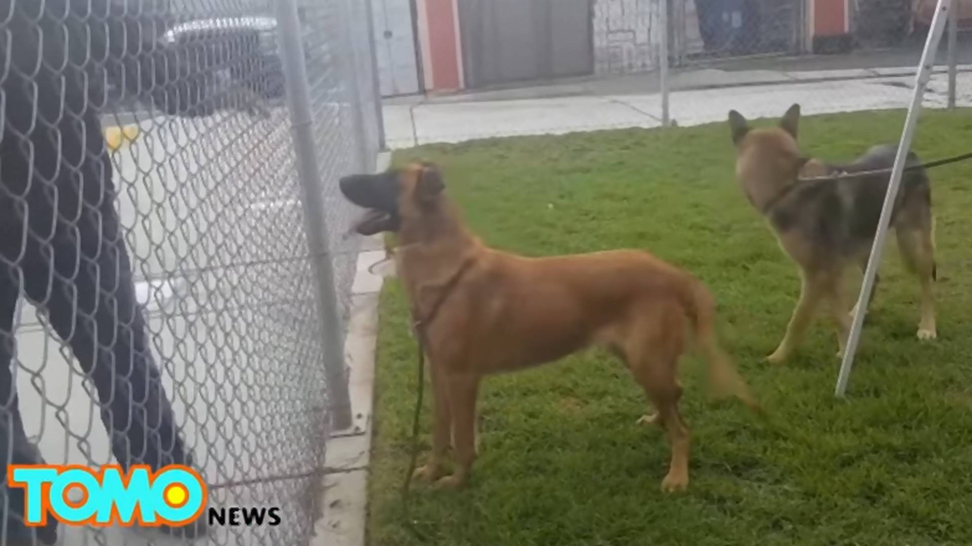 Izgubljeni pas u skloništu sreo bivše vlasnike - a oni mu slomili srce
