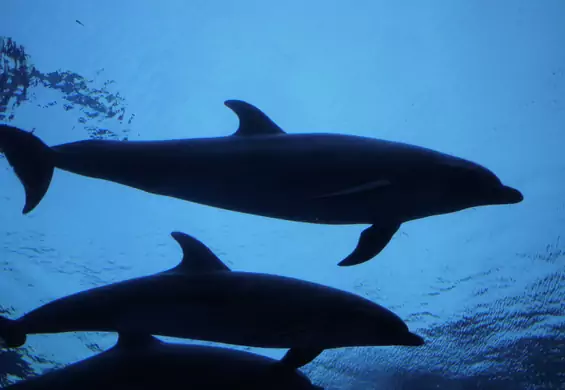 Otwarty list naukowców z całego świata wzywa do ochrony waleni. "Mogą wymrzeć za naszego życia"