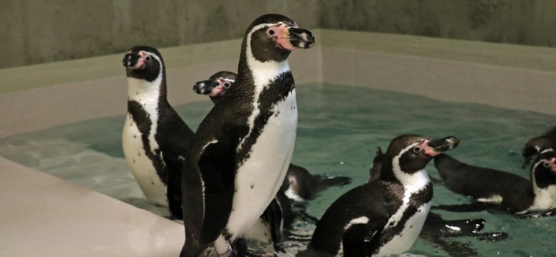 Pingwiny wróciły do śląskiego zoo po 43 latach przerwy