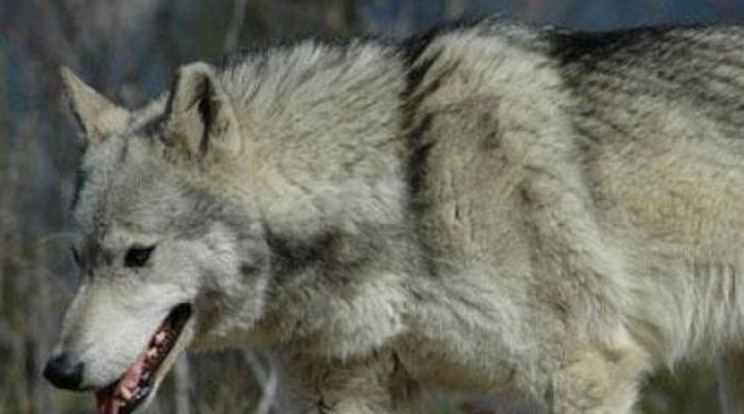 Elszabadult farkas tartja rettegésben a pécsieket