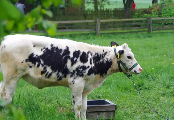 MUUUU! Radio zrobi audycję z muczącymi krowami, a ty dostaniesz od tego orgazmu