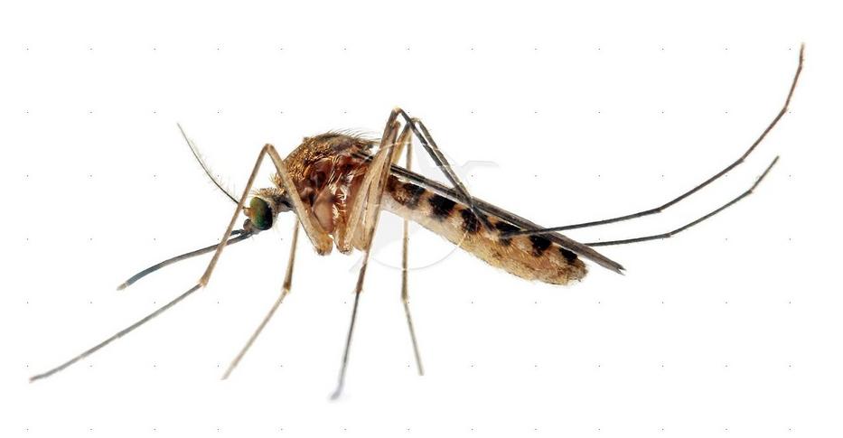 Figyelem!!! Új, veszélyes szúnyogfajta Magyarországon! Kitörhet a járvány!