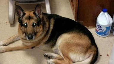 Przed śmiercią zażyczyła sobie, by zabić jej zdrowego psa. Internauci próbują go uratować