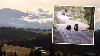 Wyścigi niedźwiedzi w Tatrach. W sieci pojawiło się nagranie