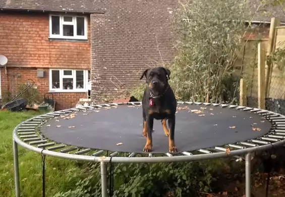 Ten pies jeszcze nigdy nie był tak szczęśliwy! Jego nową ulubioną zabawką została... trampolina