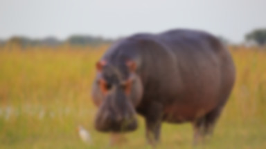 Hipopotamy Escobara zagrażają ekosystemowi? Naukowcy szukają rozwiązania